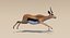 Gazelle (Fell) animiert