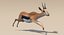 Gazelle (Fell) animiert