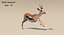 Gazelle (Fell) animiert