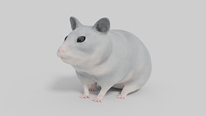 3D Hamster Model 3D