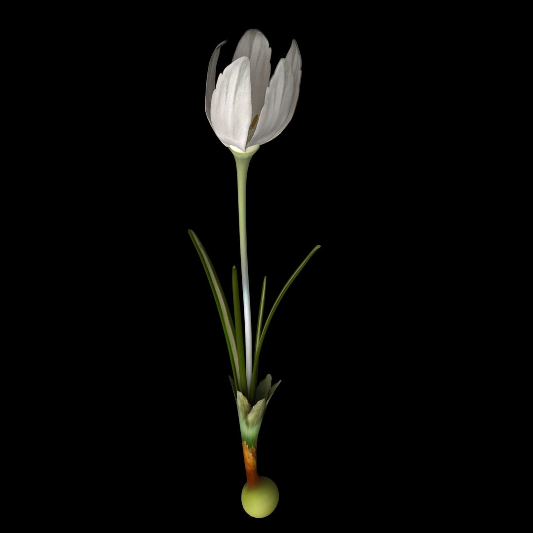 flowers open animation model https://p.turbosquid.com/ts-thumb/1u/QFdiVU/SeFUhVJr/010/jpg/1593954416/1920x1080/fit_q87/30da68d6ff235b5973d82f81d695c8d1df5cc1b1/010.jpg