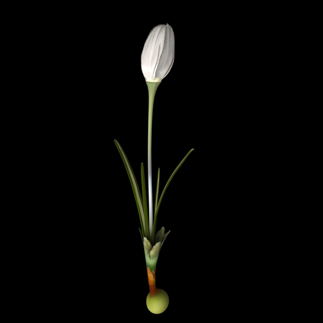 flowers open animation model https://p.turbosquid.com/ts-thumb/1u/QFdiVU/Wp1D4bcI/09/jpg/1593954416/1920x1080/fit_q87/8cf9a4e36c7fc3e651f8dc93107bbfff2922f091/09.jpg