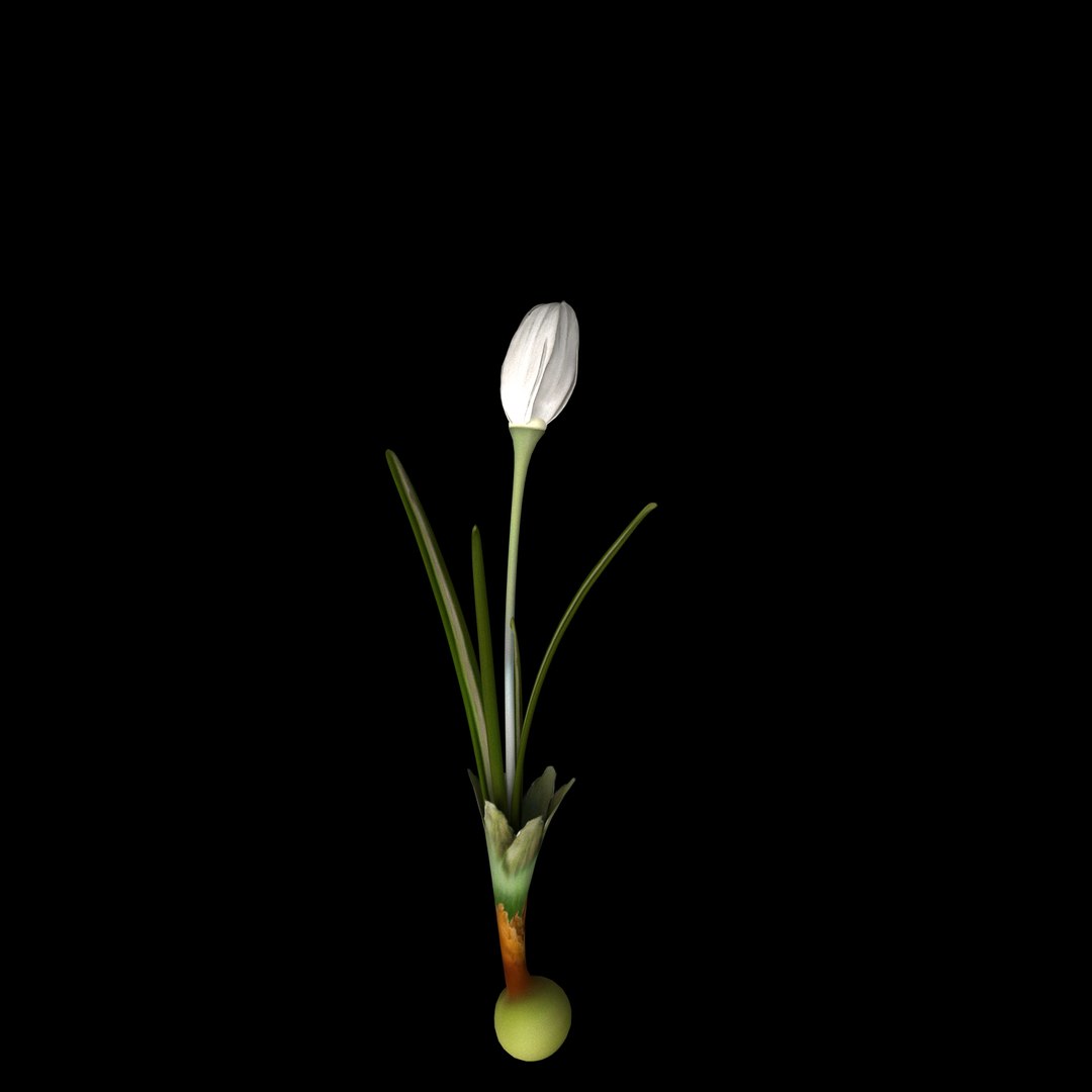 flowers open animation model https://p.turbosquid.com/ts-thumb/1u/QFdiVU/e5wtPcak/08/jpg/1593954416/1920x1080/fit_q87/a09cbaf4274f9d3eb23b5f7a1f7a11902c5d8fed/08.jpg