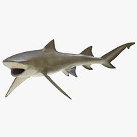 Sicklefin Lemon Shark Rigged 3D Model