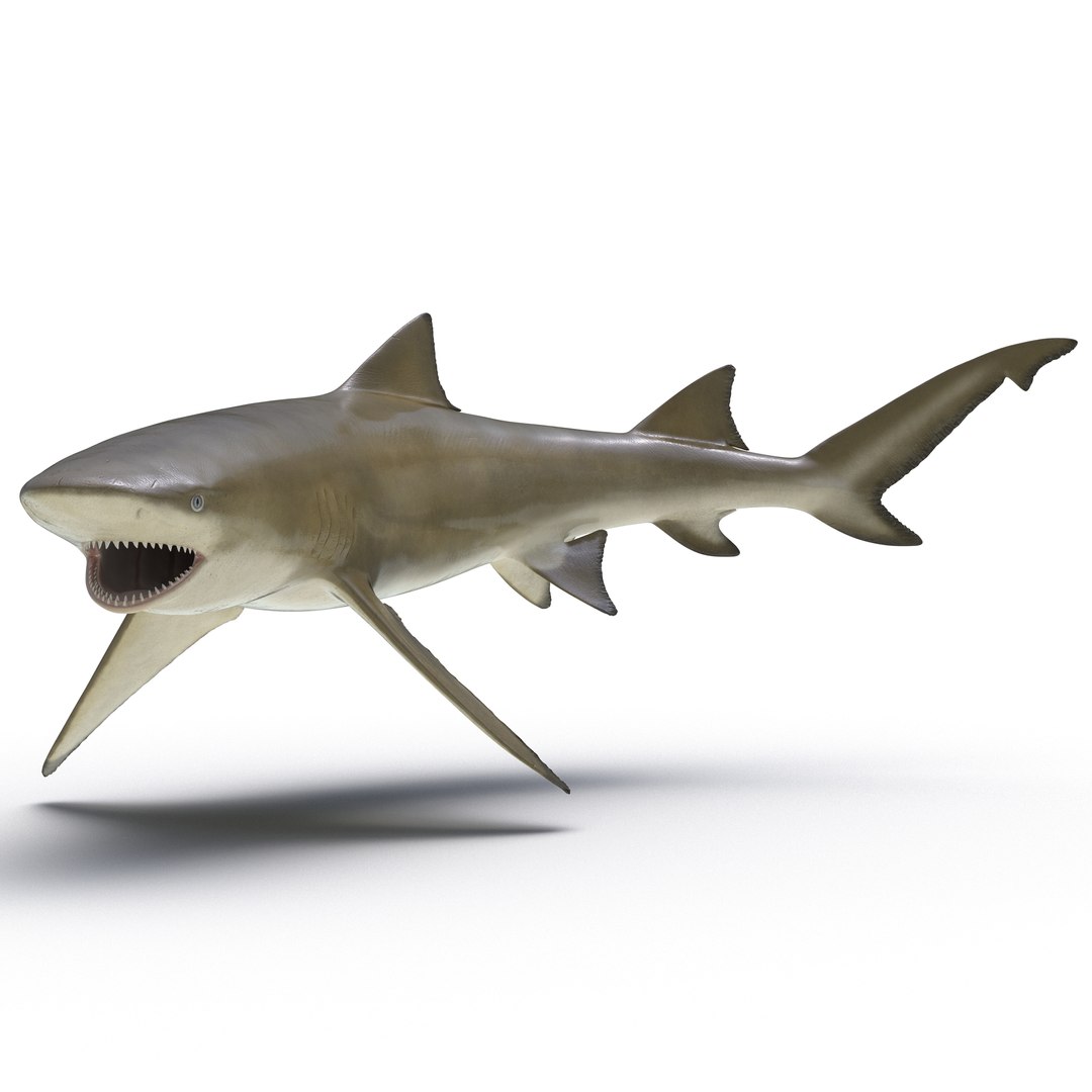 Lemplim on X: Armor shark blender 2.79 #3d #lemplim #blender #game  #modelling  / X