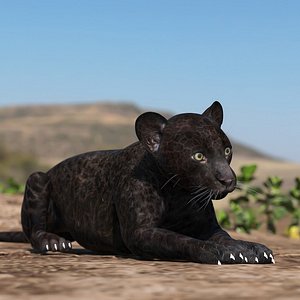 Panther Cub Rigged for Cinema 4D 3D model