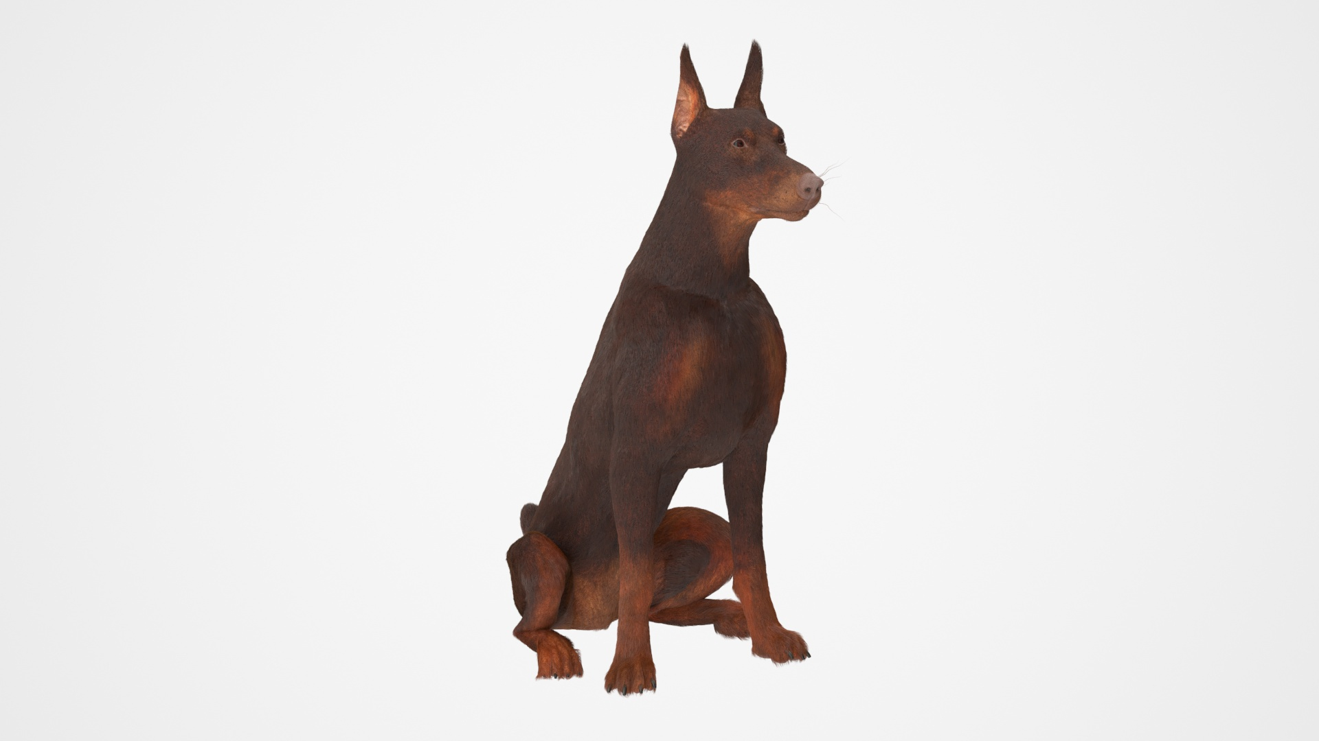 Brown Doberman Pinscher Sits Fur for Cinema 4D 3D https://p.turbosquid.com/ts-thumb/1u/dP0egt/2x/brown_doberman_pinscher_sits_fur_360/jpg/1745568757/1920x1080/turn_fit_q99/85e84e69cefa65b0625406831594ad02480b1817/brown_doberman_pinscher_sits_fur_360-1.jpg
