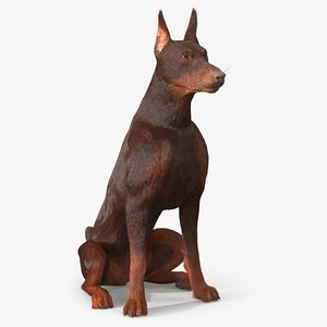 Brown Doberman Pinscher Sits Fur for Cinema 4D 3D