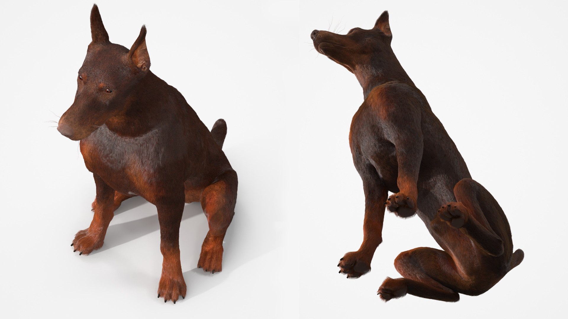 Brown Doberman Pinscher Sits Fur for Cinema 4D 3D https://p.turbosquid.com/ts-thumb/1u/dP0egt/Dr/brown_doberman_pinscher_sits_fur_007/jpg/1745568889/1920x1080/fit_q87/05c5c3bab9374a0ad29b13d3459d47d230220e4a/brown_doberman_pinscher_sits_fur_007.jpg