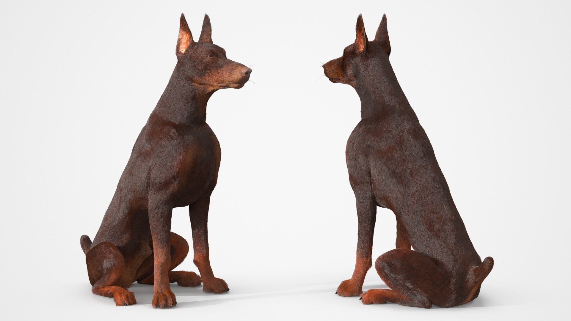 Brown Doberman Pinscher Sits Fur for Cinema 4D 3D https://p.turbosquid.com/ts-thumb/1u/dP0egt/ij/brown_doberman_pinscher_sits_fur_008/jpg/1745568892/1920x1080/fit_q87/ef031b8b2fe67784ebf542a41bcc58c91aac0afb/brown_doberman_pinscher_sits_fur_008.jpg