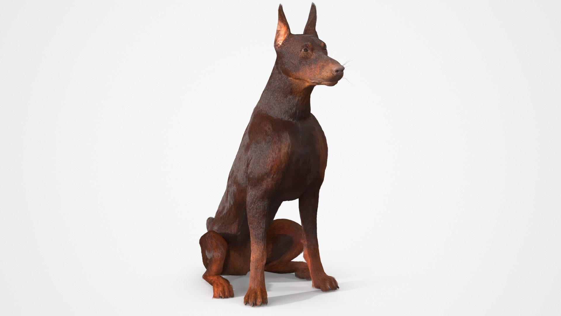 Brown Doberman Pinscher Sits Fur for Cinema 4D 3D https://p.turbosquid.com/ts-thumb/1u/dP0egt/yJ/brown_doberman_pinscher_sits_fur_002/jpg/1745568754/1920x1080/fit_q87/3b9a23f43737bd6dfc0286ab223cfe4860be131c/brown_doberman_pinscher_sits_fur_002.jpg