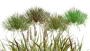 3D model low and medium poly Grass collection