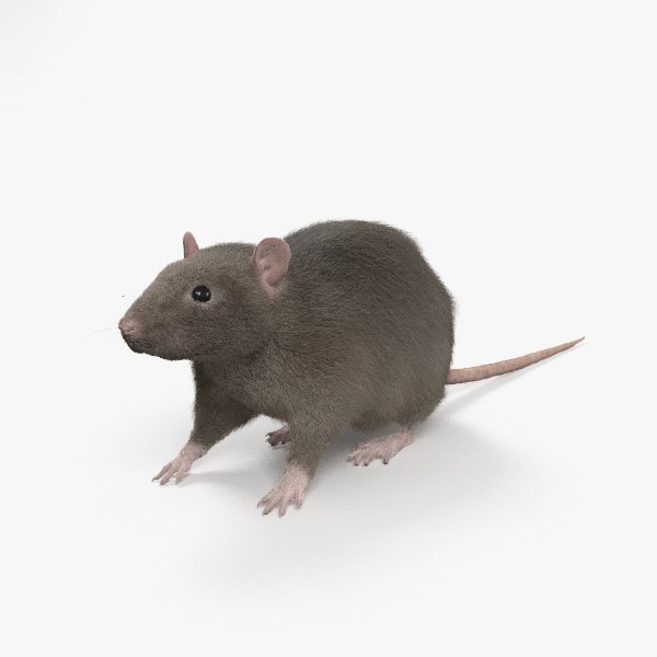 Rat common 3D - TurboSquid 1355615