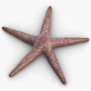 StarFish 1