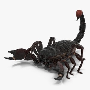 black scorpion 3d obj