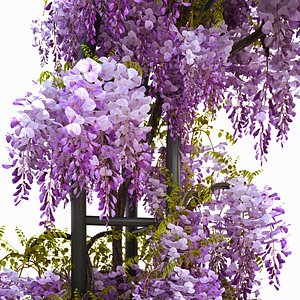 3d wisteria flowering