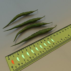 capsicum pepper 3d obj
