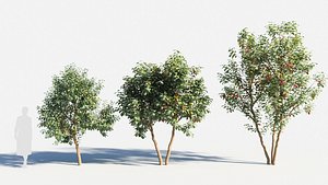 3D Prunus virginiana-3 model