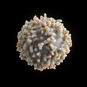 White blood cell