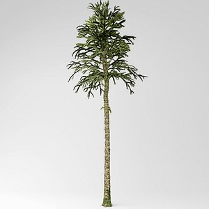 monkey puzzle 3D model