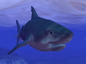 Shark