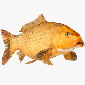 Golden Carp Koi 8K PBR