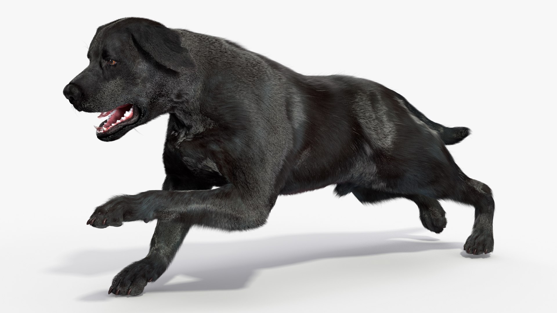 3D Black Labrador Dog Running Fur Animated Rigged for Maya model https://p.turbosquid.com/ts-thumb/1v/xSdqt4/Ah/black_labrador_dog_running_fur_animated_rigged_008/jpg/1754873965/1920x1080/fit_q87/ea5abad3f0464f6325e7be36484f6f3a0930ee4f/black_labrador_dog_running_fur_animated_rigged_008.jpg