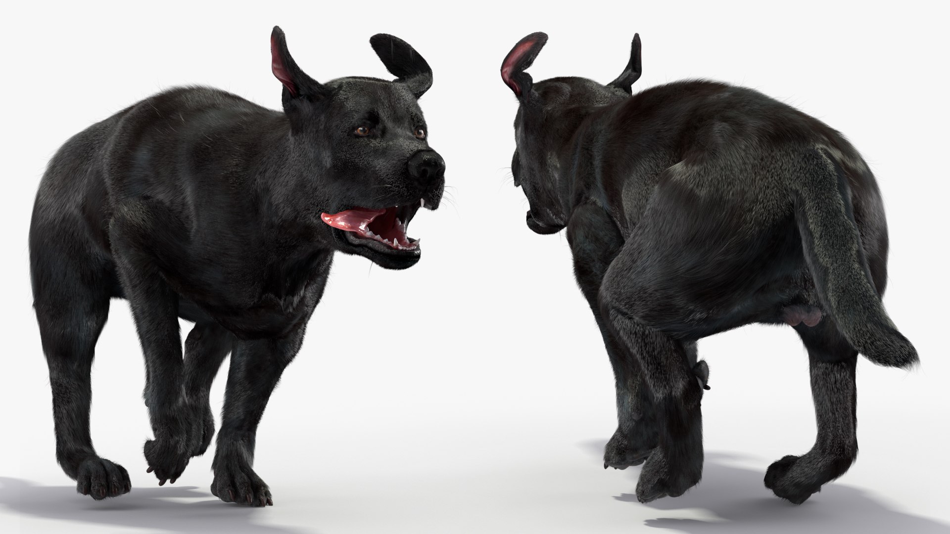 3D Black Labrador Dog Running Fur Animated Rigged for Maya model https://p.turbosquid.com/ts-thumb/1v/xSdqt4/Em/black_labrador_dog_running_fur_animated_rigged_010/jpg/1754873977/1920x1080/fit_q87/09facb5d2a3d801142234472a2d3458bb8355097/black_labrador_dog_running_fur_animated_rigged_010.jpg