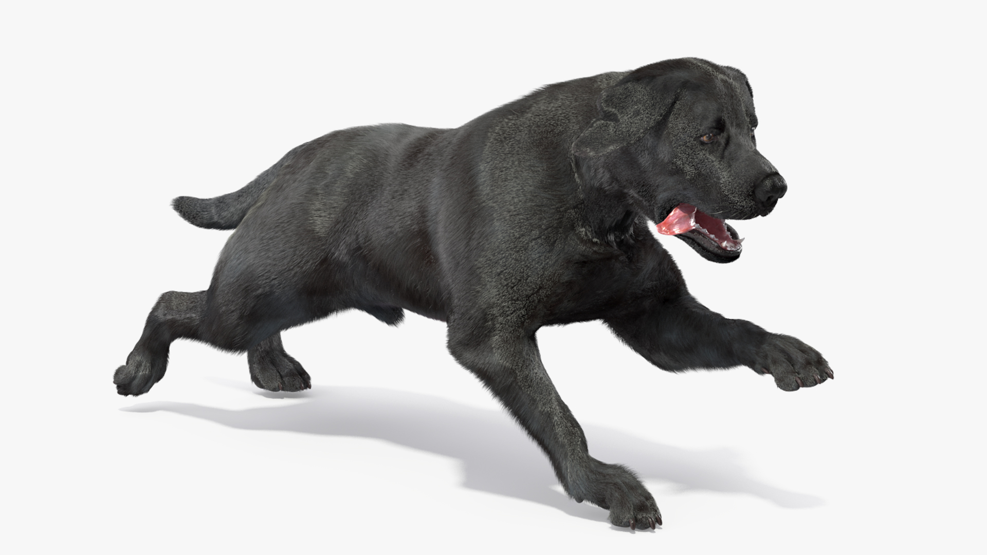 3D Black Labrador Dog Running Fur Animated Rigged for Maya model https://p.turbosquid.com/ts-thumb/1v/xSdqt4/I4/black_labrador_dog_running_fur_animated_rigged_361/jpg/1770197460/1920x1080/turn_fit_q99/b44e356d000a4ecf0de17e30d0a895c2b15a33bf/black_labrador_dog_running_fur_animated_rigged_361-1.jpg