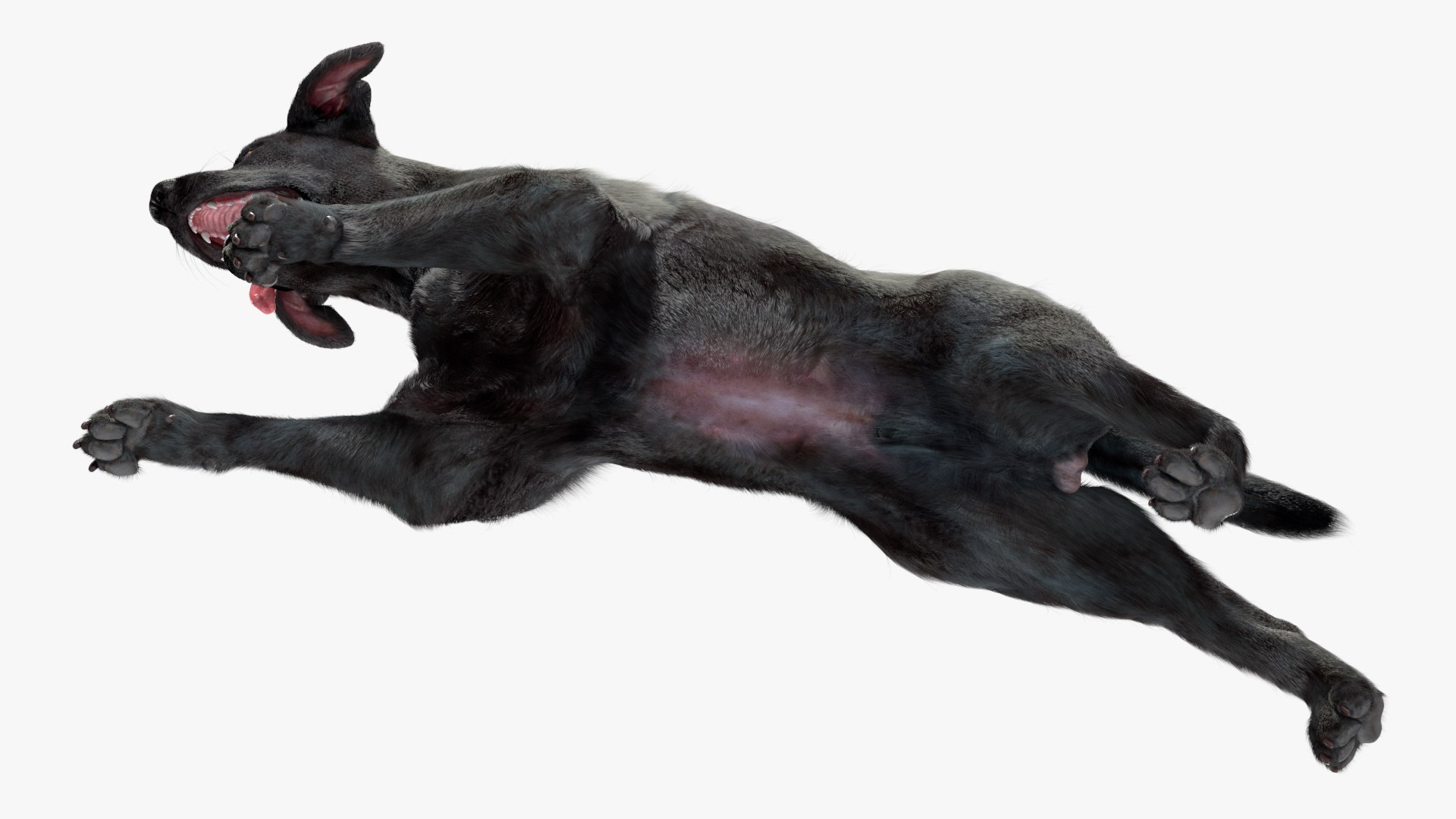 3D Black Labrador Dog Running Fur Animated Rigged for Maya model https://p.turbosquid.com/ts-thumb/1v/xSdqt4/N6/black_labrador_dog_running_fur_animated_rigged_012/jpg/1754873983/1920x1080/fit_q87/5476ddb21c2298df15f308bcbc7e7bdc99421cf9/black_labrador_dog_running_fur_animated_rigged_012.jpg