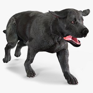 3D Black Labrador Dog Running Fur Animated Rigged for Maya model