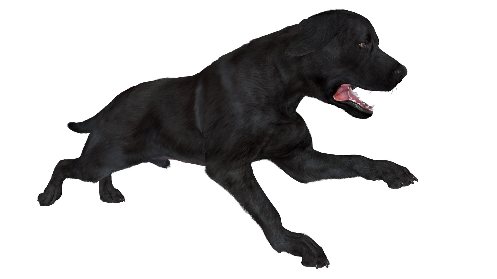3D Black Labrador Dog Running Fur Animated Rigged for Maya model https://p.turbosquid.com/ts-thumb/1v/xSdqt4/jC/black_labrador_dog_running_fur_animated_rigged_for_maya_002/jpg/1754873929/1920x1080/fit_q87/93ebaf34030655abd7233da7981ef9990021f099/black_labrador_dog_running_fur_animated_rigged_for_maya_002.jpg