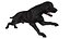 Black Labrador Dog Running Fur Animated Rigged for Maya