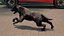 Black Labrador Dog Running Fur Animated Rigged for Maya