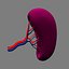 3ds max spleen basic