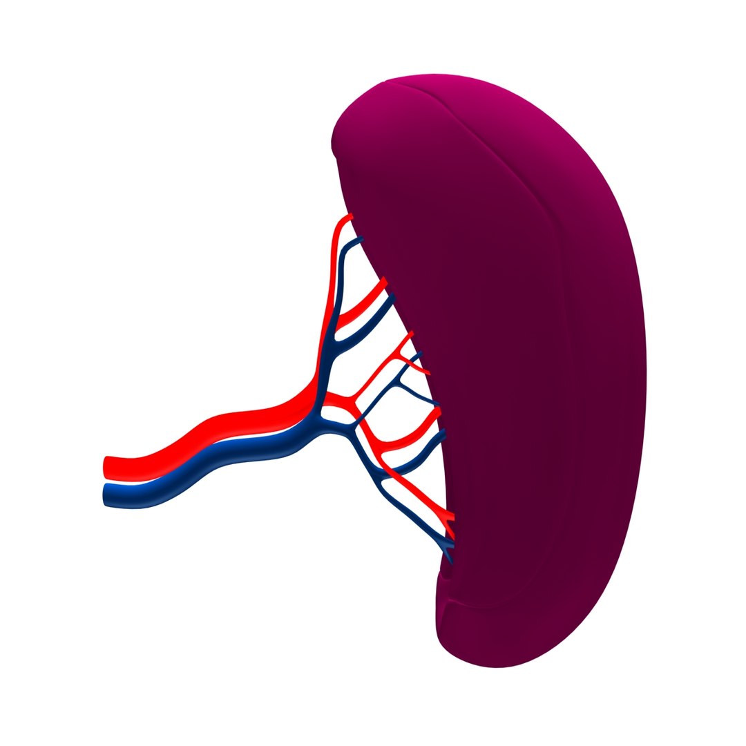 3ds max spleen basic https://p.turbosquid.com/ts-thumb/1w/391DN8/lvzC27fe/1/jpg/1365532216/1920x1080/fit_q87/91311eeafd395d8447c4abbff013143f50b0cdbe/1.jpg