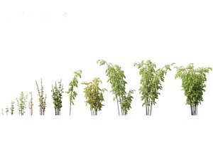 Bambusa lako - Timor black bamboo 01 3D