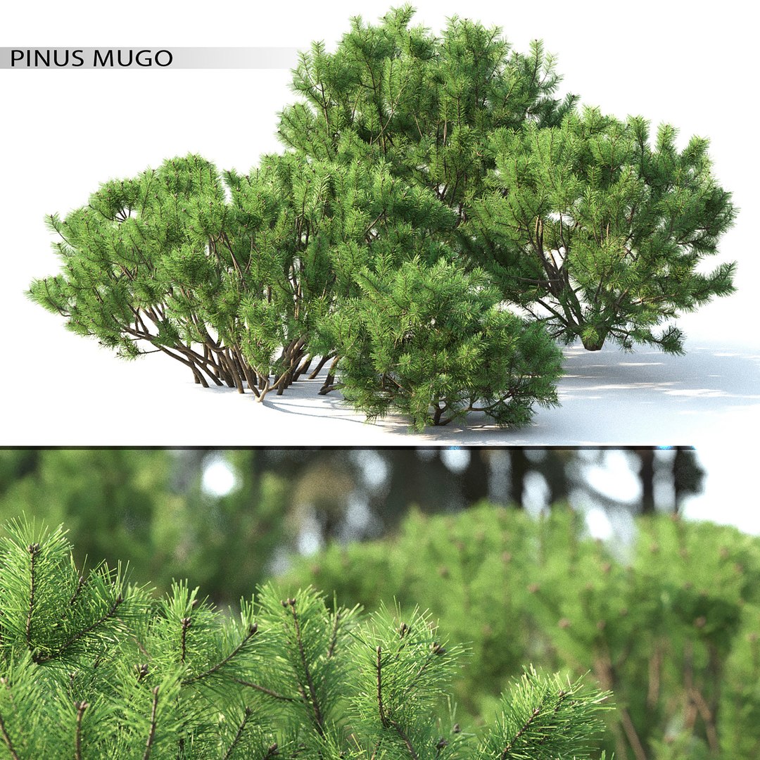3D trees mugo - TurboSquid 1694577