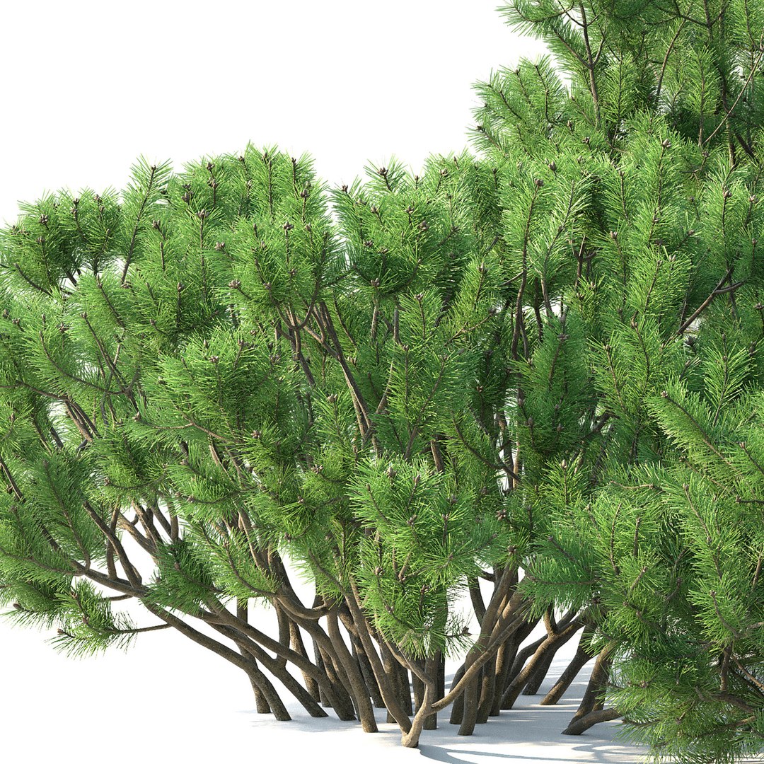 3D trees mugo - TurboSquid 1694577