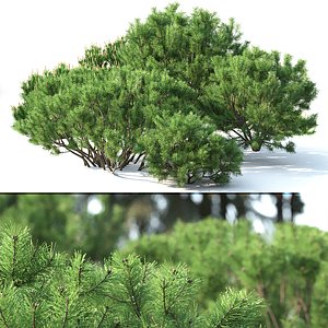 3D trees mugo