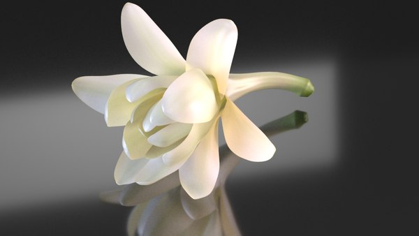 modelo 3d Polianthes nardos flores blancas - TurboSquid 1662848 modelo 3d Polianthes nardos flores blancas - TurboSquid 1662848