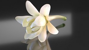 Polianthes tuberose white perfume  flowers spa
