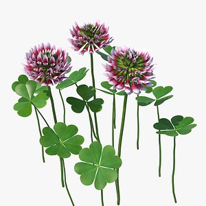 3D blooming red clover field model