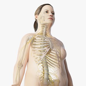 3D skin obese female skeleton