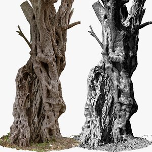 Olive Tree 5 3D Scan 2 x 16k model