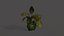 Lib Blumen
