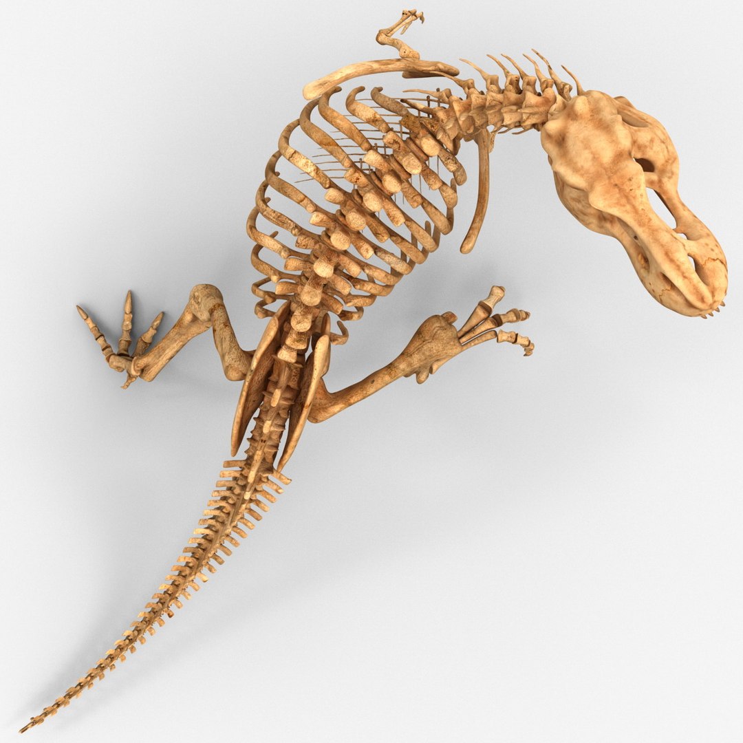 For sale: 28-ft-long, 155 million-year-old carnivorous