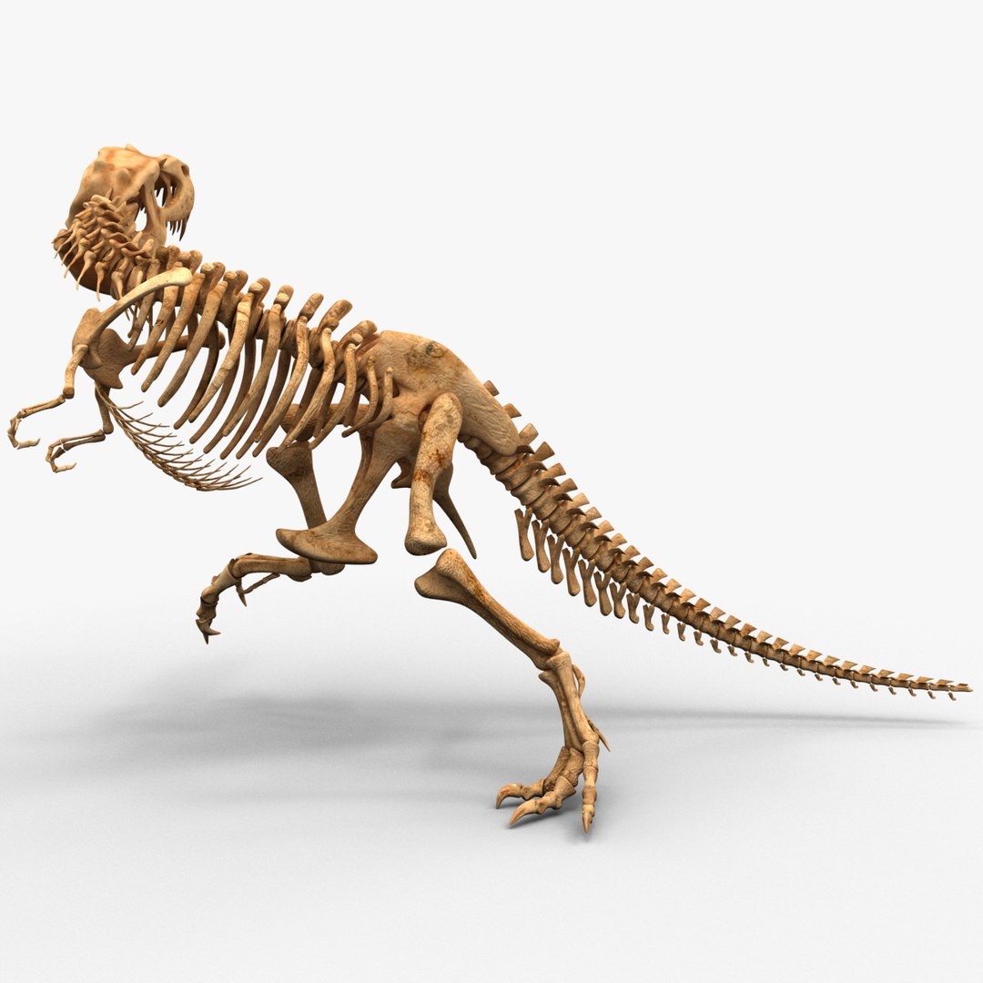 ELDRESO Bone Dinosaur Long エルドレッソ ELDORESO エルドレッソ Bone Dinosaur Long T メンズ レディース