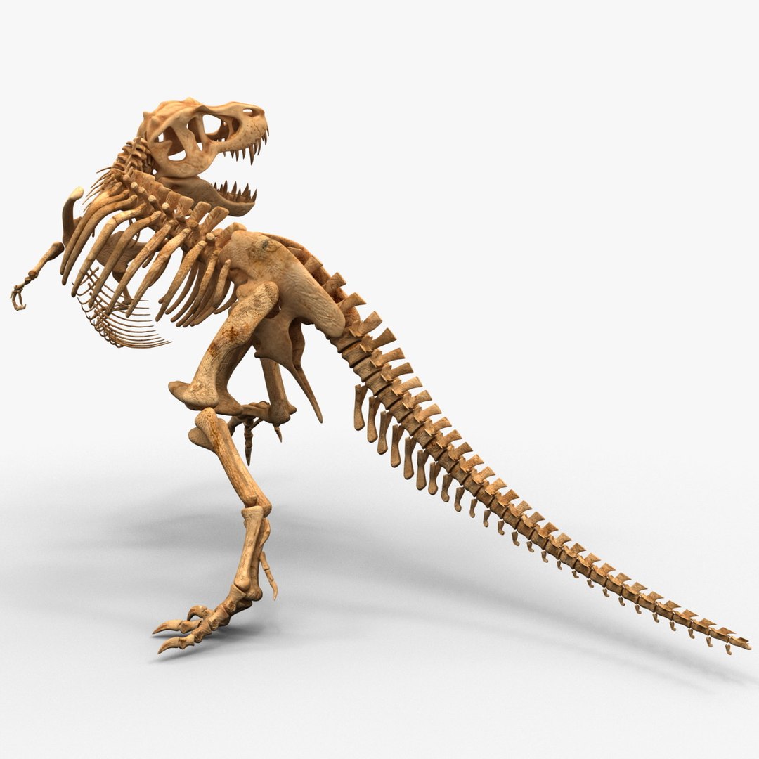 Dinosaur Trex Bones Skeleton Lwo