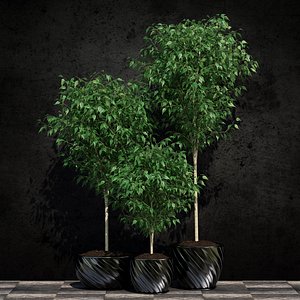 Ficus benjamina